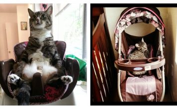 18 Cats Who Are Definitely Not Trying To Be The Baby…