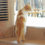 cat-cafe-japan-03