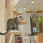 cat-cafe-japan-04