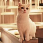 cat-cafe-japan-14