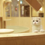 cat-cafe-japan-24