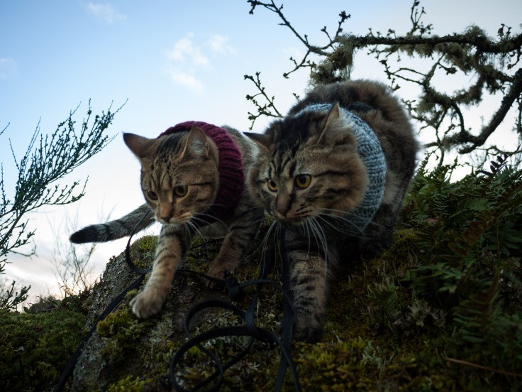 cat-camping-13