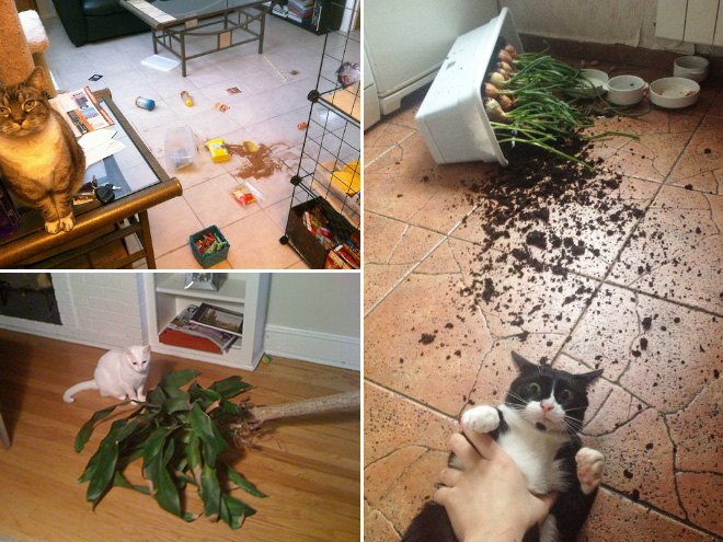 When Cats Decide To Be Masters Of Destruction, They Really Mean It… | Catlov