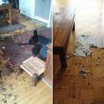 cat-destruction-08