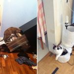 cat-destruction-10