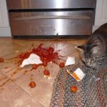 cat-destruction-11