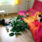 cat-destruction-12