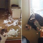 cat-destruction-14