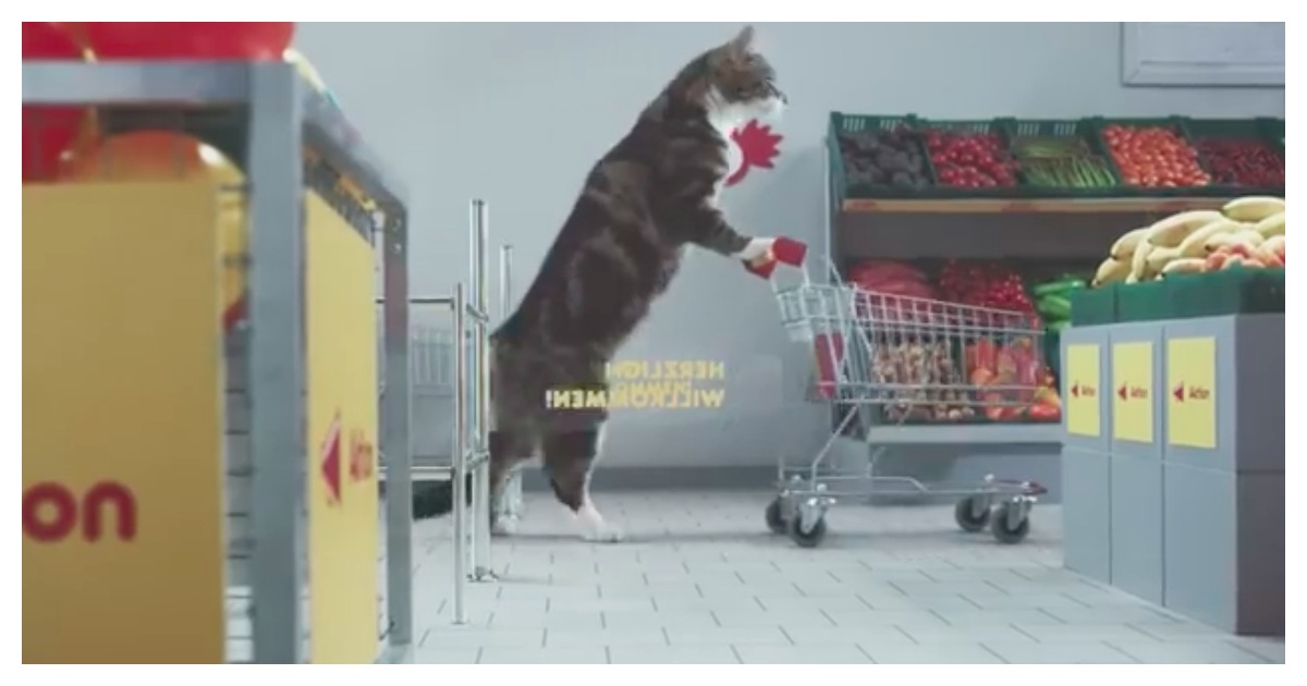 The Germans Win It With This Hilarious Cat Grocery Store Commercial