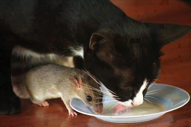 cats-and-rats-05