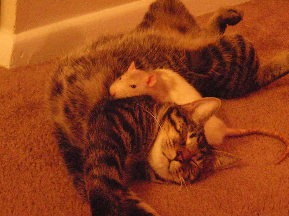 cats-and-rats-13