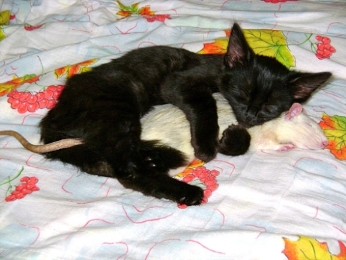 cats-and-rats-17