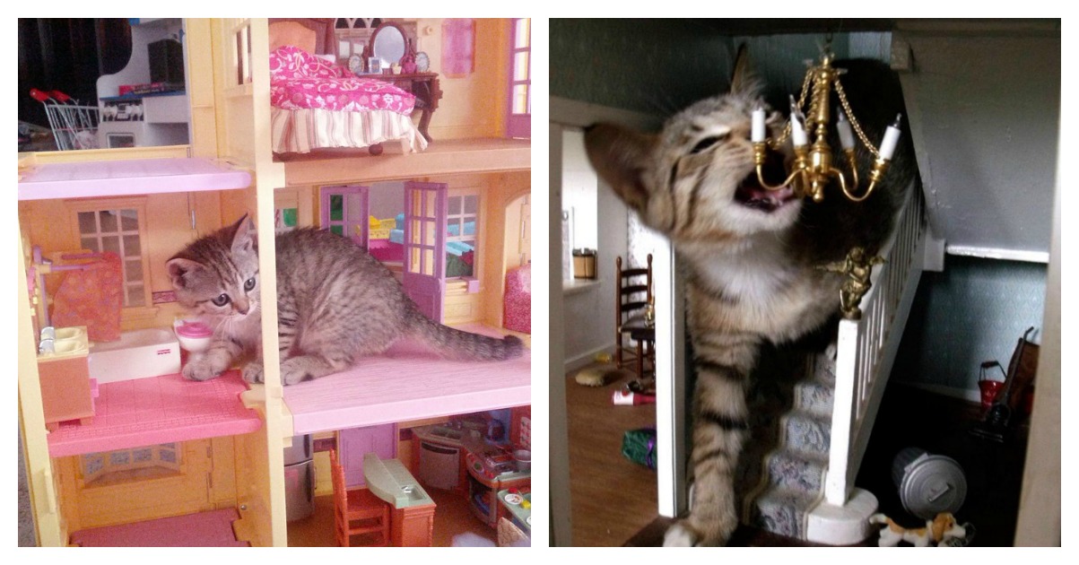cats in doll houses