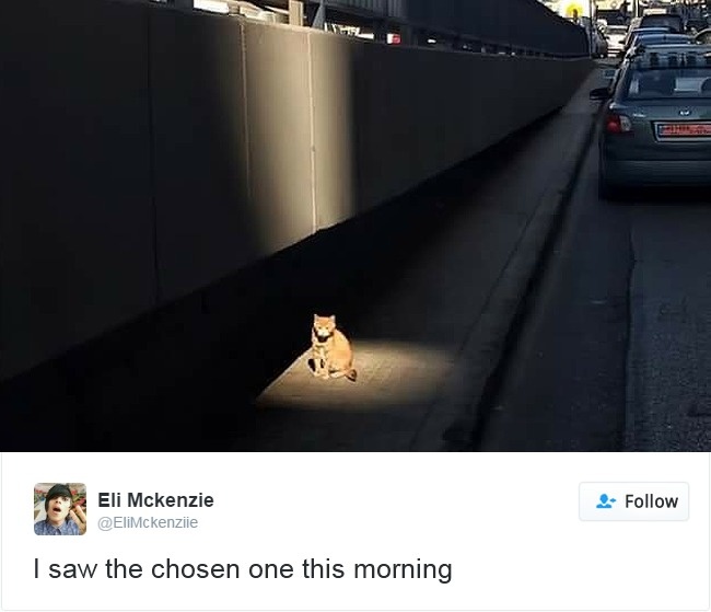 cats-of-the-year-10