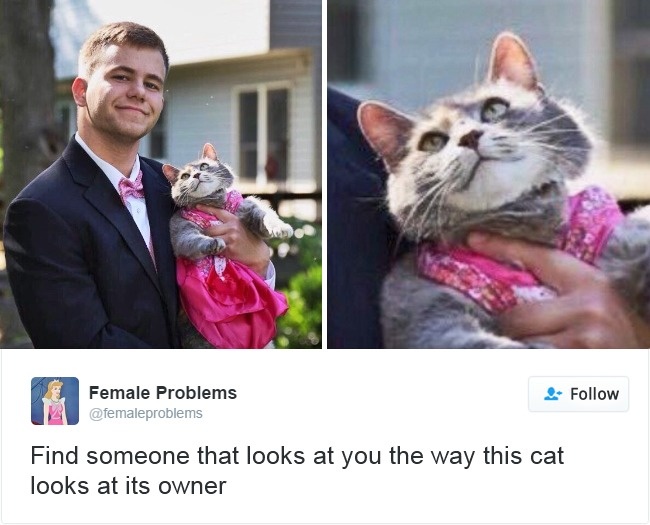 cats-of-the-year-15