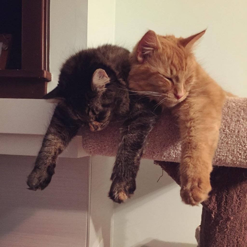 Inseparable Cats Insist On Sleeping Together Even After Outgrowing Their Bed Catlov