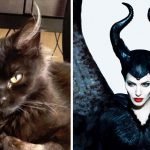 cats-that-look-like-other-things-10