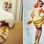 cats-that-look-like-other-things-15