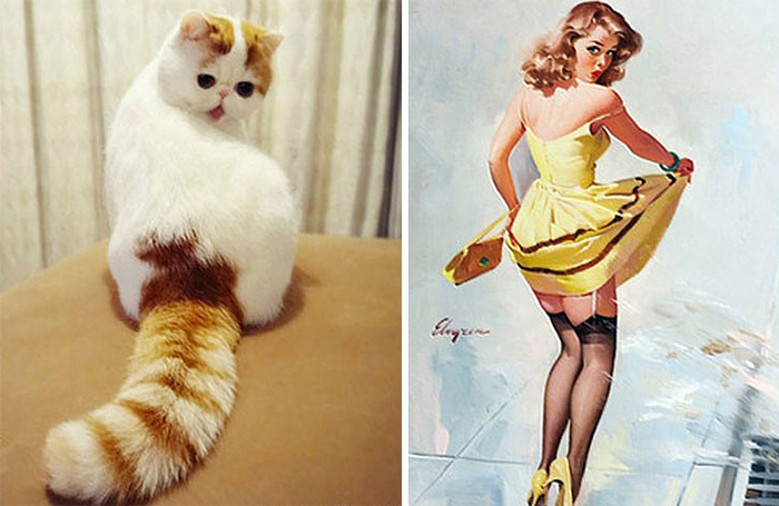 cats-that-look-like-other-things-15