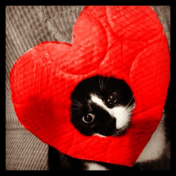 19+ Cats That Are Done With Valentine’s Day | Catlov