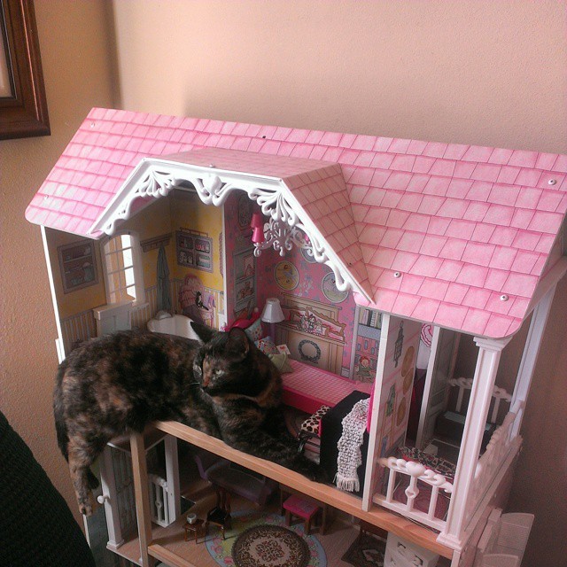 doll-house-cats-01
