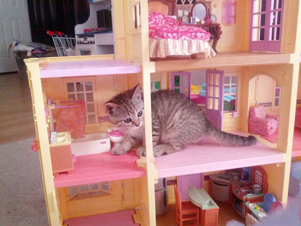 doll-house-cats-04