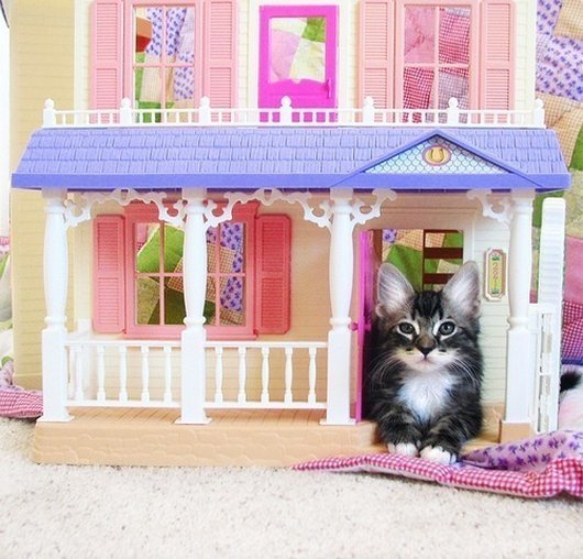 doll-house-cats-09