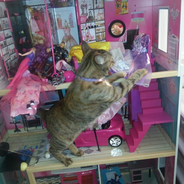 doll-house-cats-10
