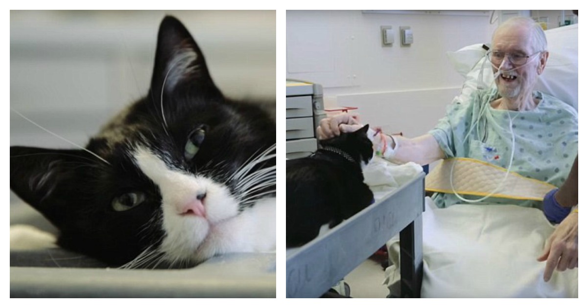 Therapy Cat Who Brings Pure Joy To Critically Ill Patients Catlov