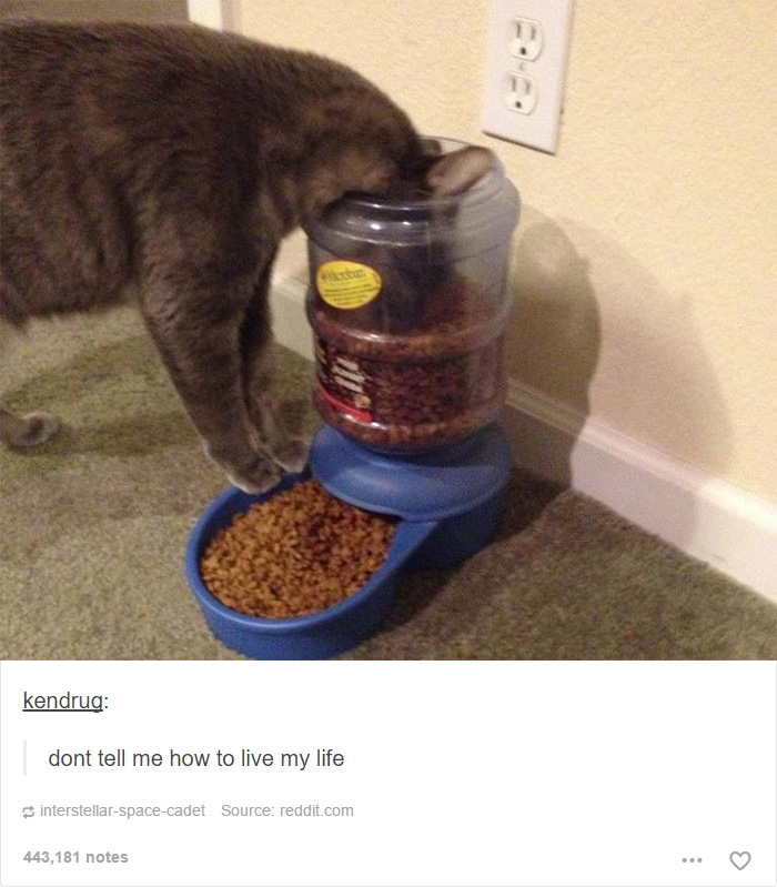 funny-tumblr-cats-11