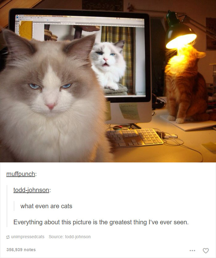 funny-tumblr-cats-12