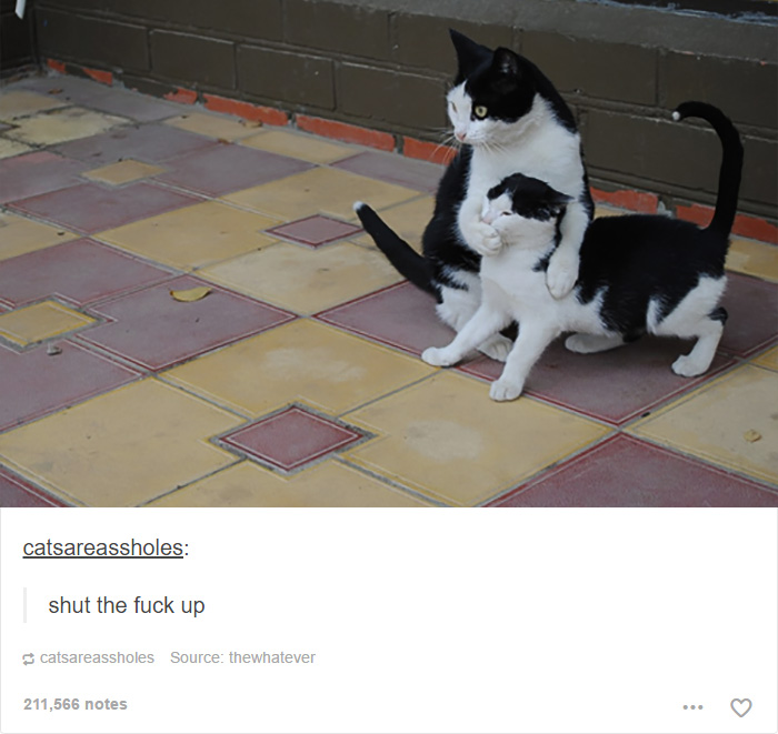 funny-tumblr-cats-13