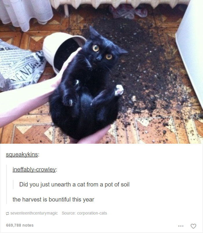 funny-tumblr-cats-14