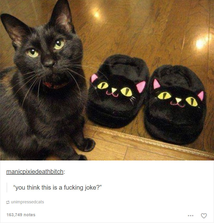 funny-tumblr-cats-15