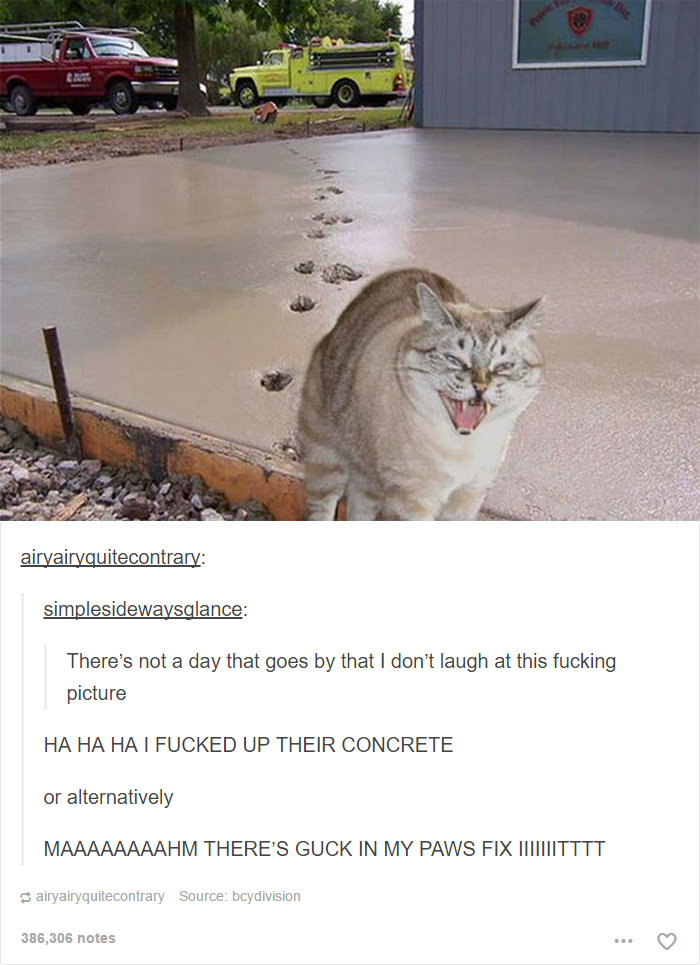 funny-tumblr-cats-16