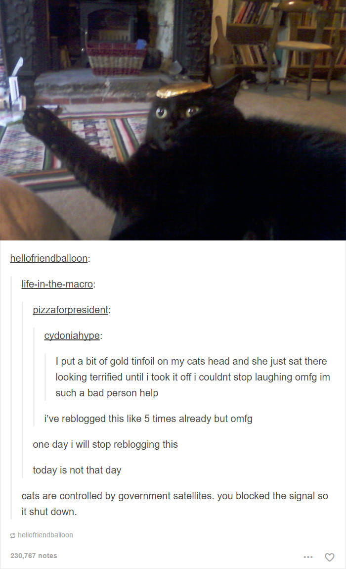 funny-tumblr-cats-18