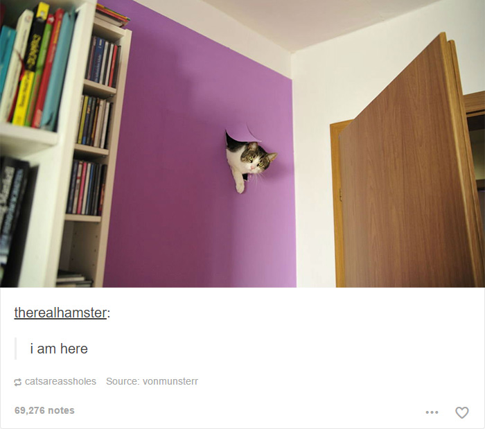 funny-tumblr-cats-19
