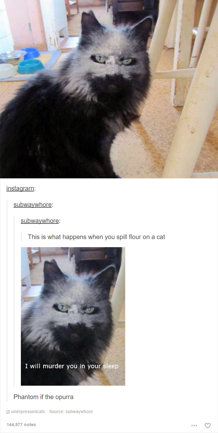 funny-tumblr-cats-22