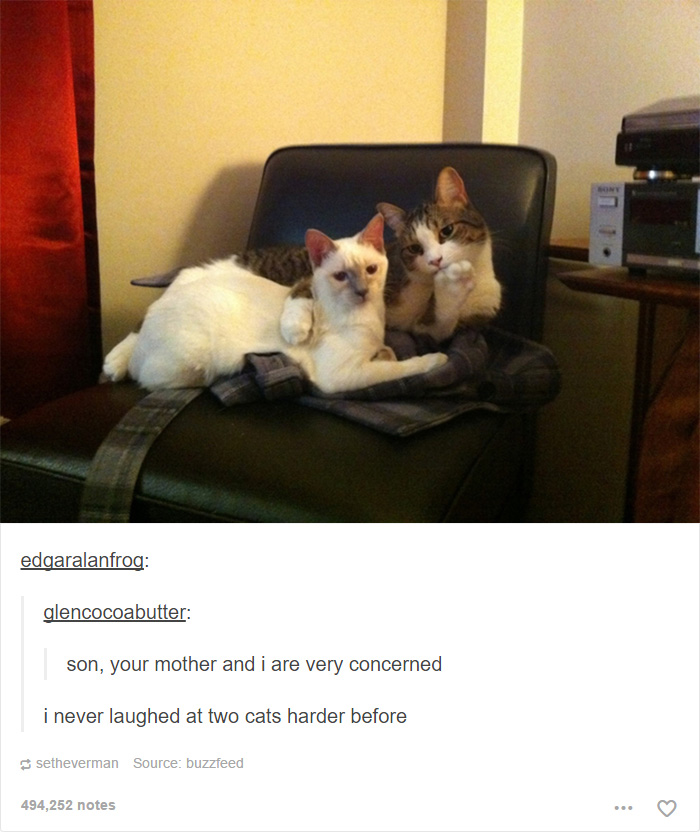 funny-tumblr-cats-23