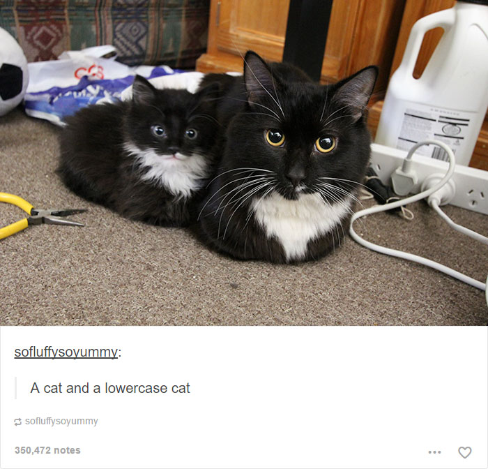 funny-tumblr-cats-24