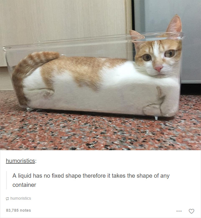 funny-tumblr-cats-25