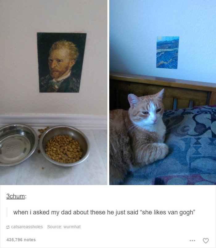 funny-tumblr-cats-27