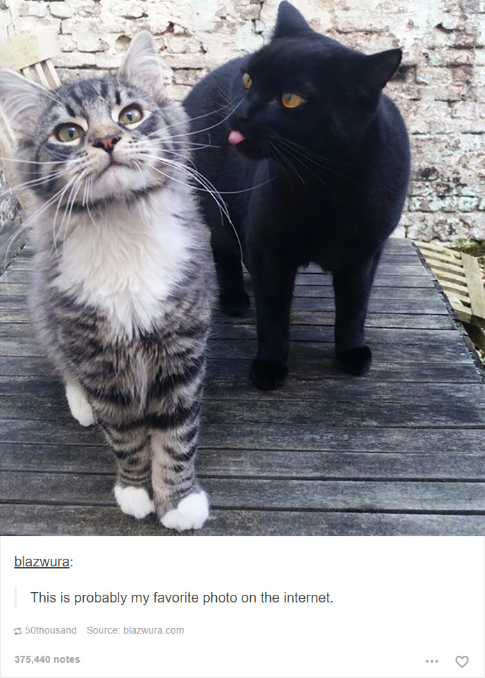 funny-tumblr-cats-28