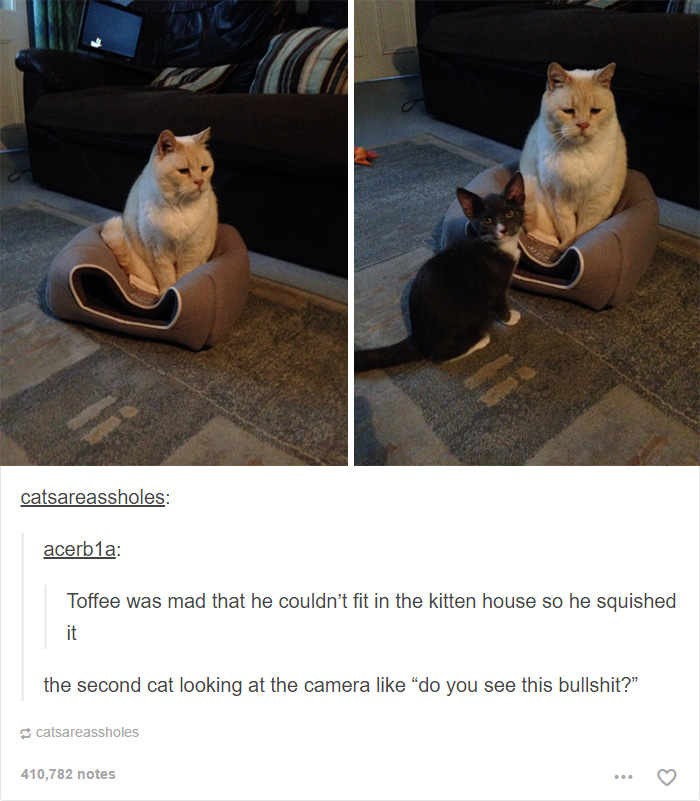 funny-tumblr-cats-29