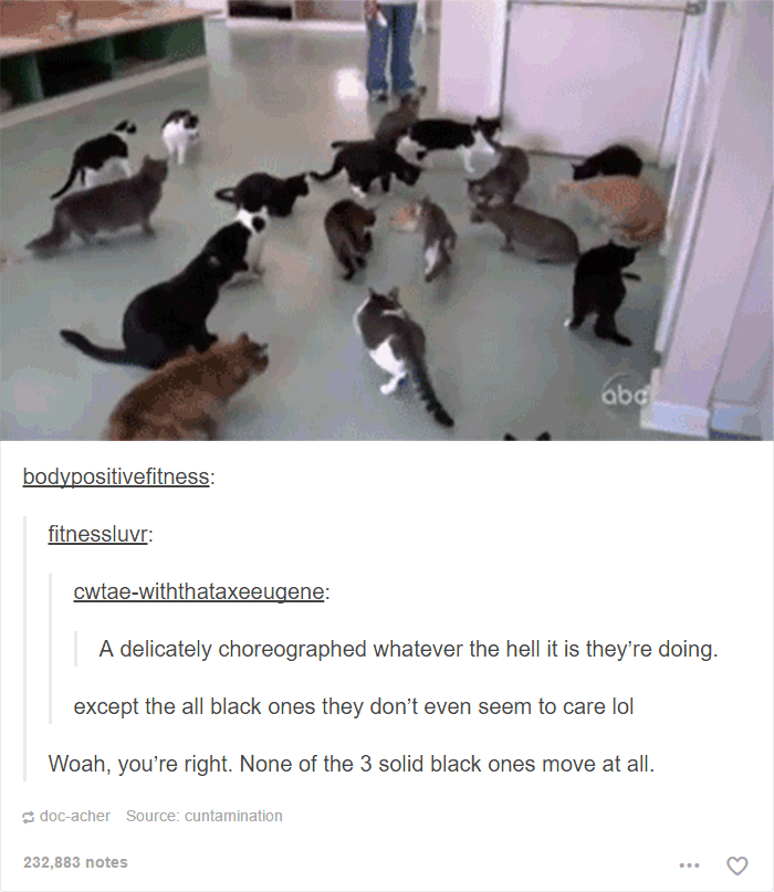 funny-tumblr-cats-32