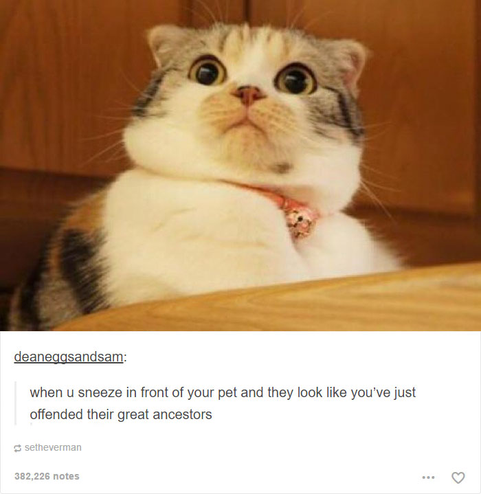 funny-tumblr-cats-33