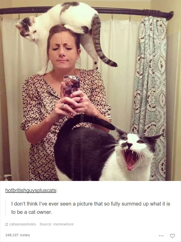 funny-tumblr-cats-41