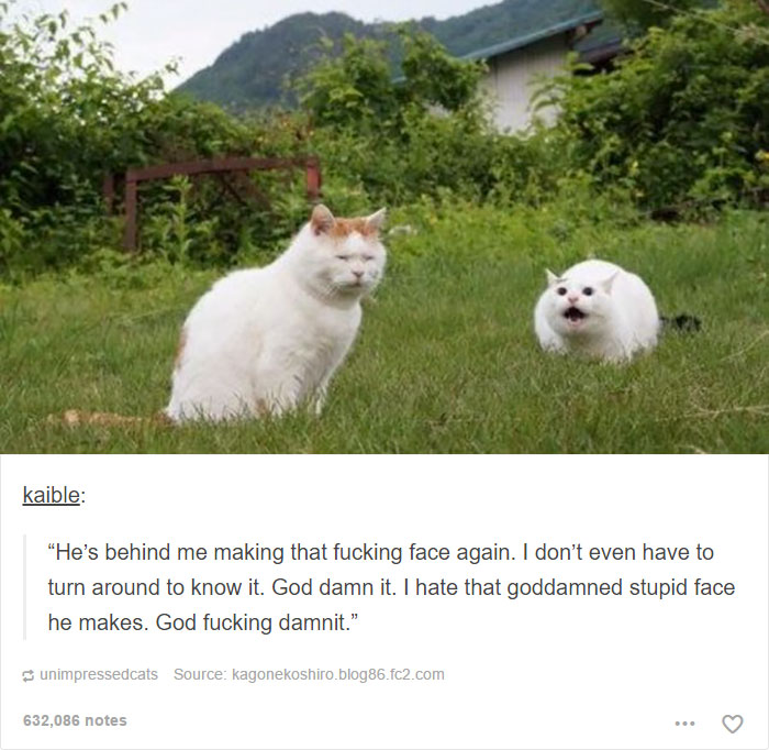 funny-tumblr-cats-43