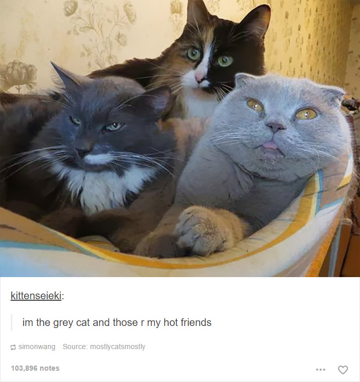 funny-tumblr-cats-45