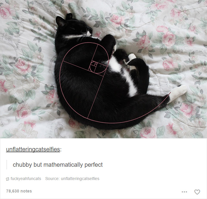 funny-tumblr-cats-46